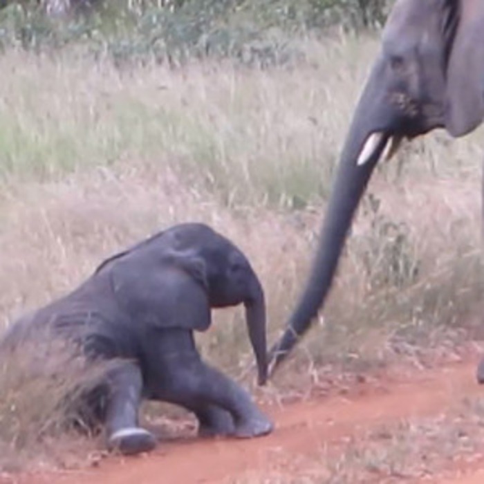 this baby elephant learning